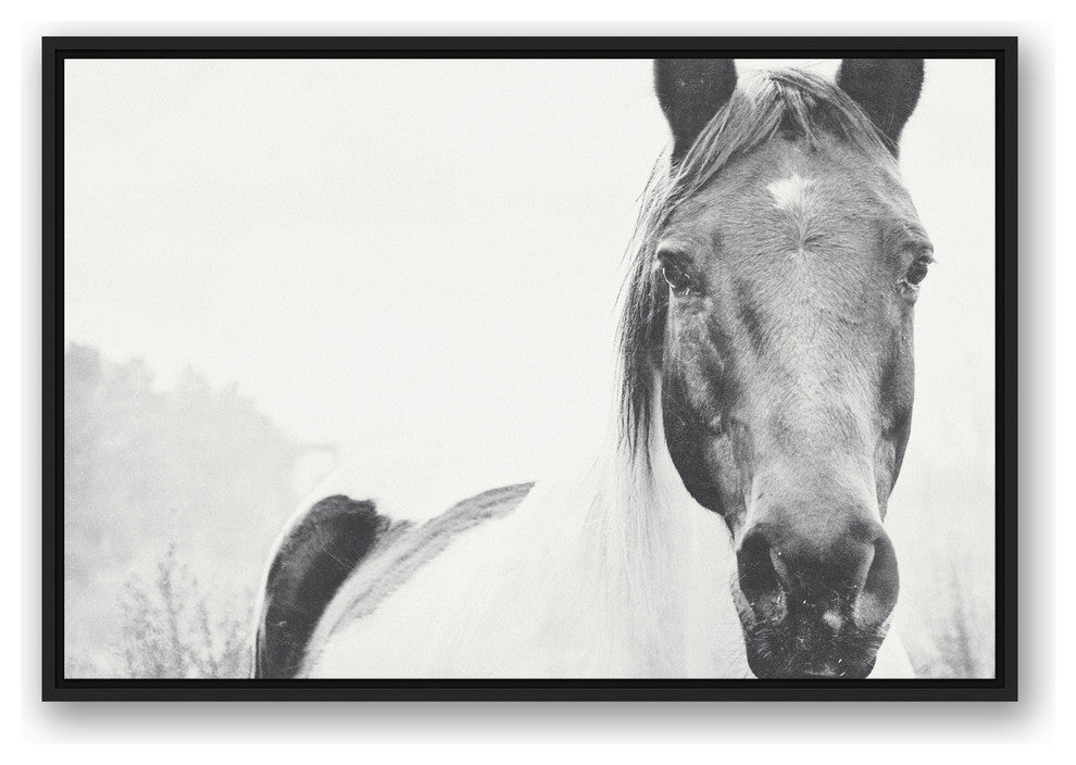 Black and White Lone Horse 24x36 Black Floating Framed Canvas