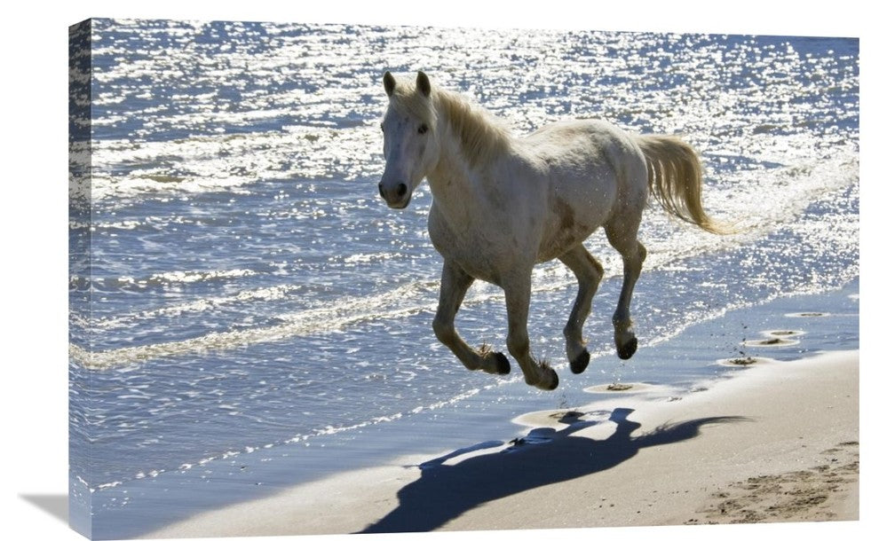 "Camargue Horse running on the beach, Camargue, France" Canvas Giclee, 30"x20"