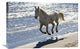 "Camargue Horse running on the beach, Camargue, France" Canvas Giclee, 30"x20"