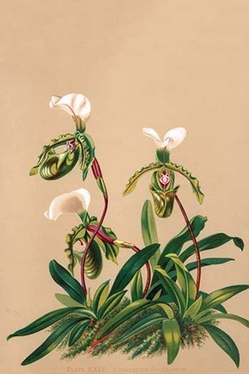 Cypripedium Spicerianum; East Indian Lady Slipper - Paper Poster 12" x 18"