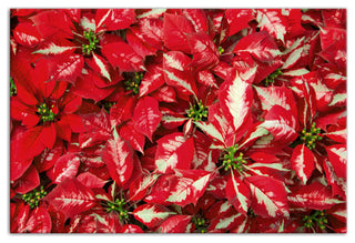 Pointsettia Blooms 1 12x18 Canvas Wall Art