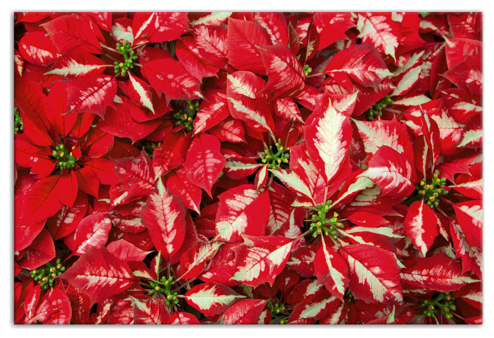 Pointsettia Blooms 1 12x18 Canvas Wall Art
