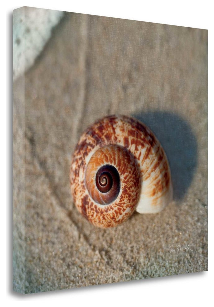 "Sand Surf Shell" By Sue Schlabach, Giclee Print on Gallery Wrap Canvas