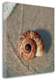 "Sand Surf Shell" By Sue Schlabach, Giclee Print on Gallery Wrap Canvas