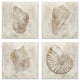 Vintage Nautilus Seashells Soft Brown Patterned Aquatic Animals,12 x 12