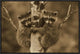 Raccoon Two Babies Climbing Tree, North America, Sepia, 24"x18"