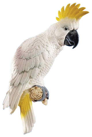 Sulphur Crested Cockatoo