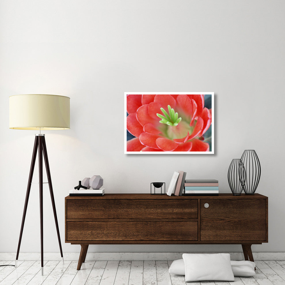 "Claret Cup Cactus flower, Arizona" Paper Print by Tim Fitzharris, 38"x26"