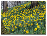 'Hillside of Daffodils' Canvas Art by Kurt Shaffer