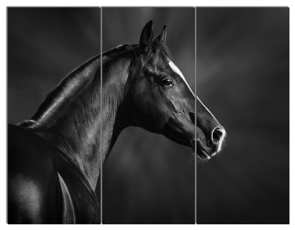 Black Arabian Horse Portrait, Animal Triptych Canvas Art Print, 36x28, 3 Panels