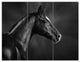Black Arabian Horse Portrait, Animal Triptych Canvas Art Print, 36x28, 3 Panels