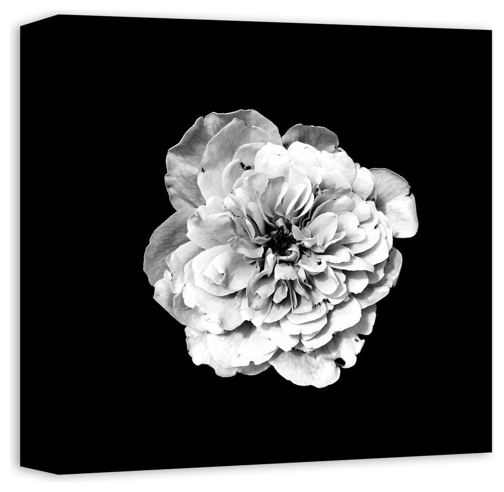 White Flower on Black Background Print on Canvas