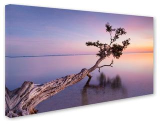 'Water Tree XV' Canvas Art by Moises Levy