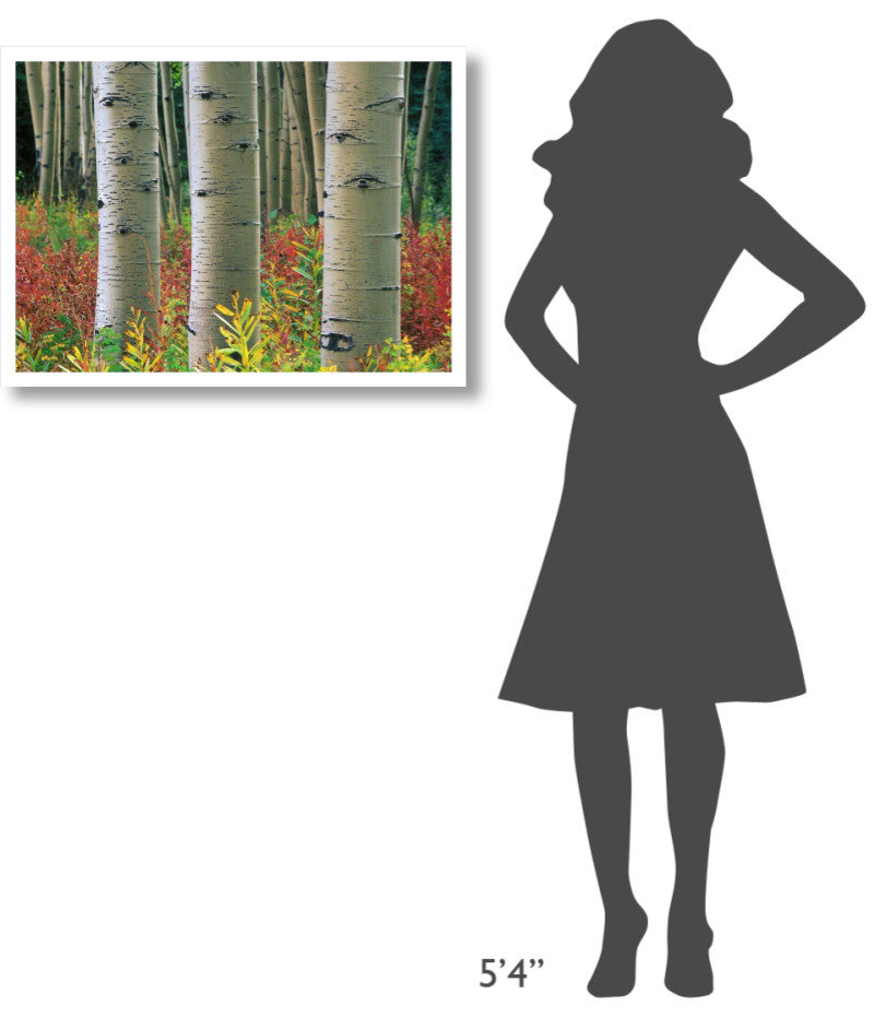"Aspen trunks, Colorado" Digital Paper Print by Tim Fitzharris, 32"x23"