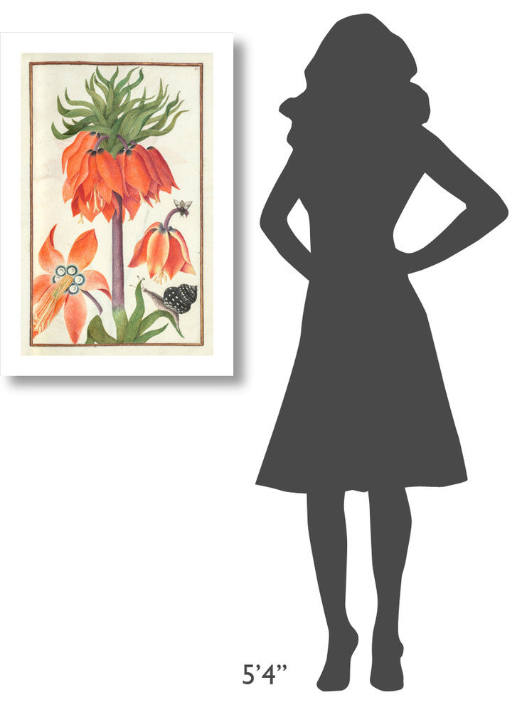 "Orange Fritillaria imperialis (crown imperial), 1600s" Paper Art, 21"x32"