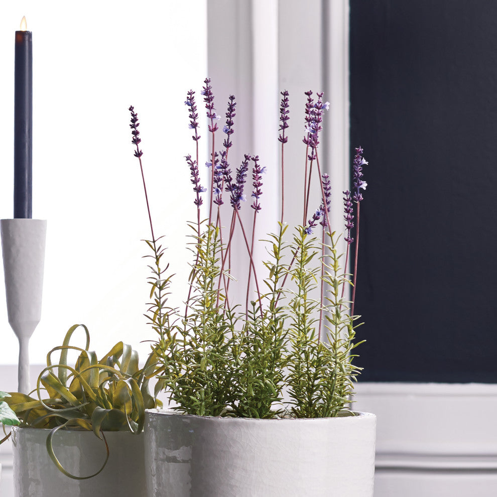 French Lavender 21" Potted