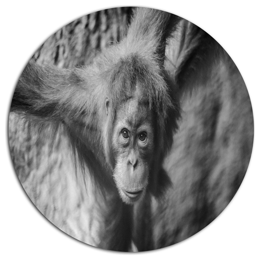 Young Orangutan Black, Animal Round Metal Wall Art, 36"