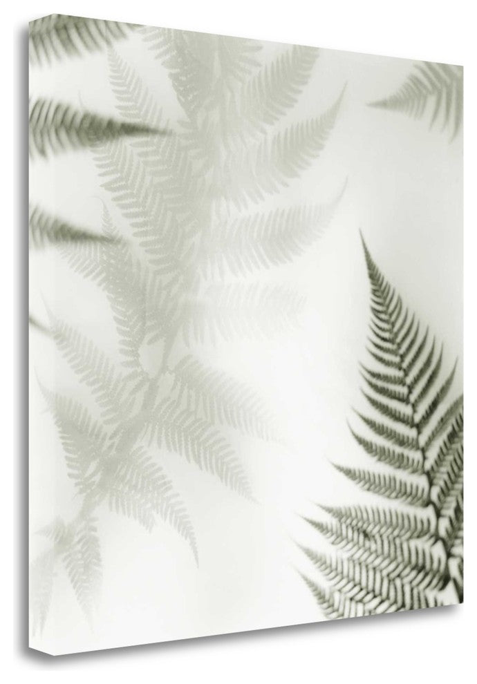 "Ferns No. 2" By Alan Blaustein, Giclee Print on Gallery Wrap Canvas