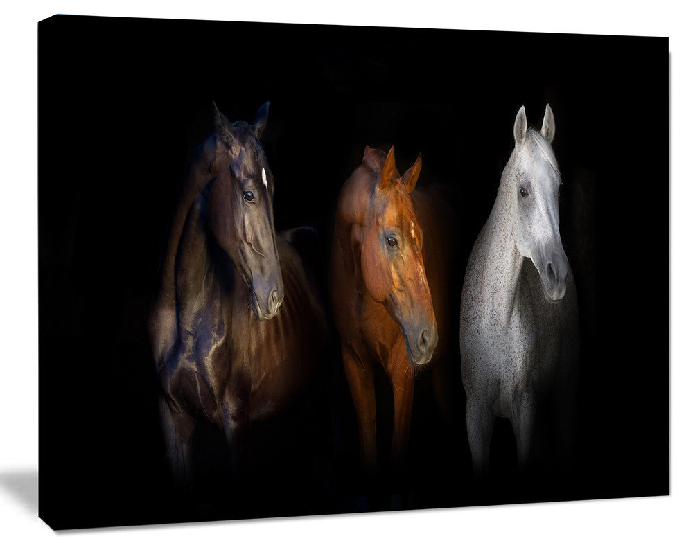 Black Red and White Horses, Animal Canvas Art Print, 20"x12"
