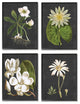 Vintage White Florals over Distressed Grey Lotus Daisies,4pc, each 16 x 20