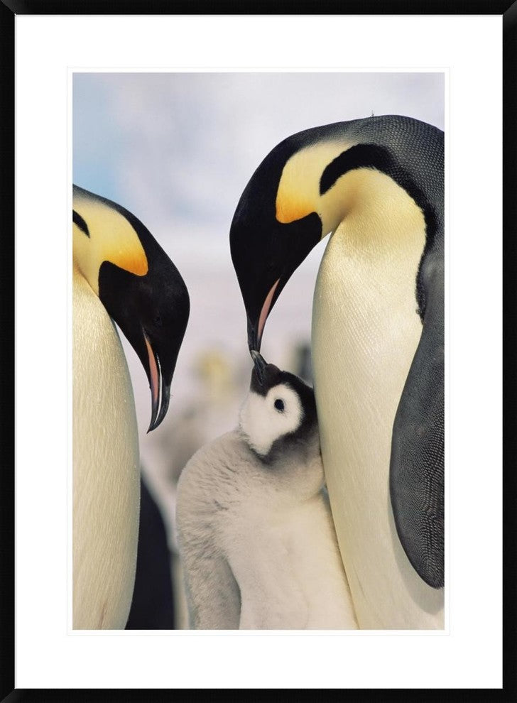 "Emperor Penguin parents with chick, Antarctica" Framed Print, 28"x38"
