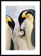 "Emperor Penguin parents with chick, Antarctica" Framed Print, 28"x38"