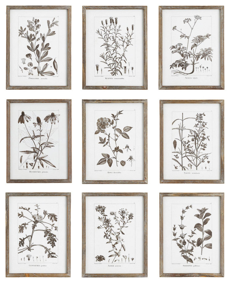 Set of 9 Rustic Sepia White Botanical Leaf Prints Framed Brown 13 in Large Group