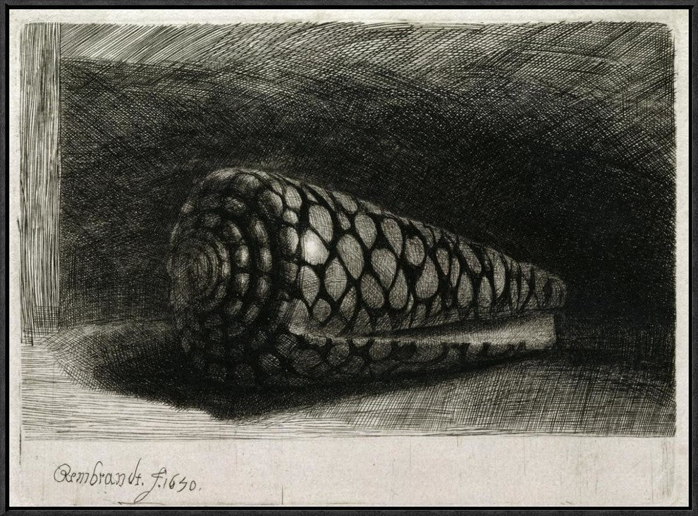 "The Shell (Conus Marmoreus)" Framed Canvas Giclee by Rembrandt Van Rijn, 31x23"