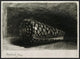 "The Shell (Conus Marmoreus)" Framed Canvas Giclee by Rembrandt Van Rijn, 31x23"