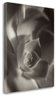 "Florison - 11" By Alan Blaustein, Giclee Print on Gallery Wrap Canvas