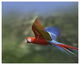 "Scarlet Macaw flying, Costa Rica" Paper Print by Tim Fitzharris, 22"x18"