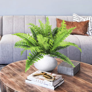 Shows the fern in a real living-room setting (lifestyle).