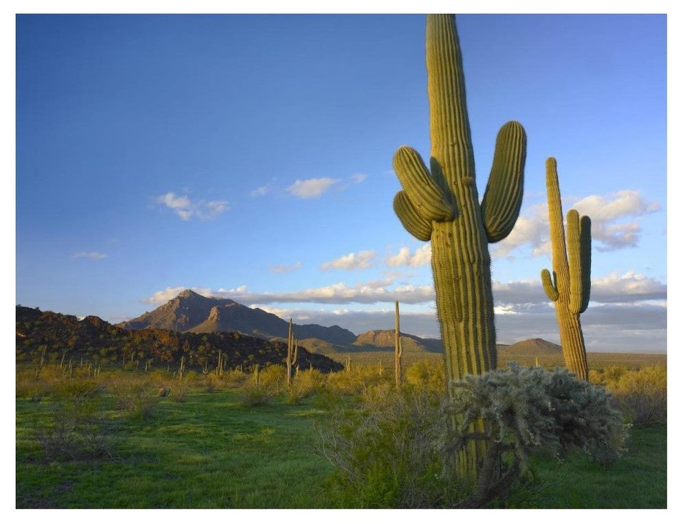 "Saguaro and Teddybear Cholla, Picacho Peak State Park" Paper Art, 50"x38"