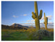 "Saguaro and Teddybear Cholla, Picacho Peak State Park" Paper Art, 50"x38"