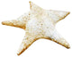 Starfish Pacific 11" Garden Animal Statue