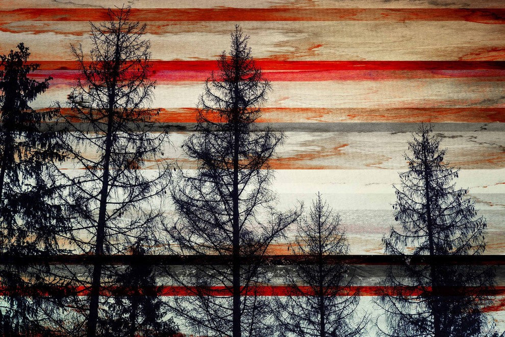 "Trees Against Red Striped Sky" Fine Art Canvas Print, 30"x20"