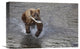 "Grizzly Bear With Sockeye Salmon Prey, Katmai National Park, Alaska" Artwork