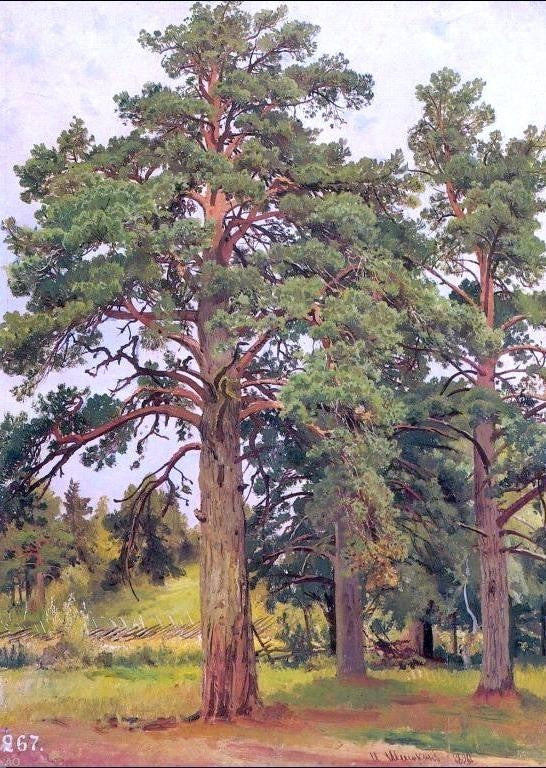 Ivan Ivanovich Shishkin Pine Without Sunshine Wall Decal