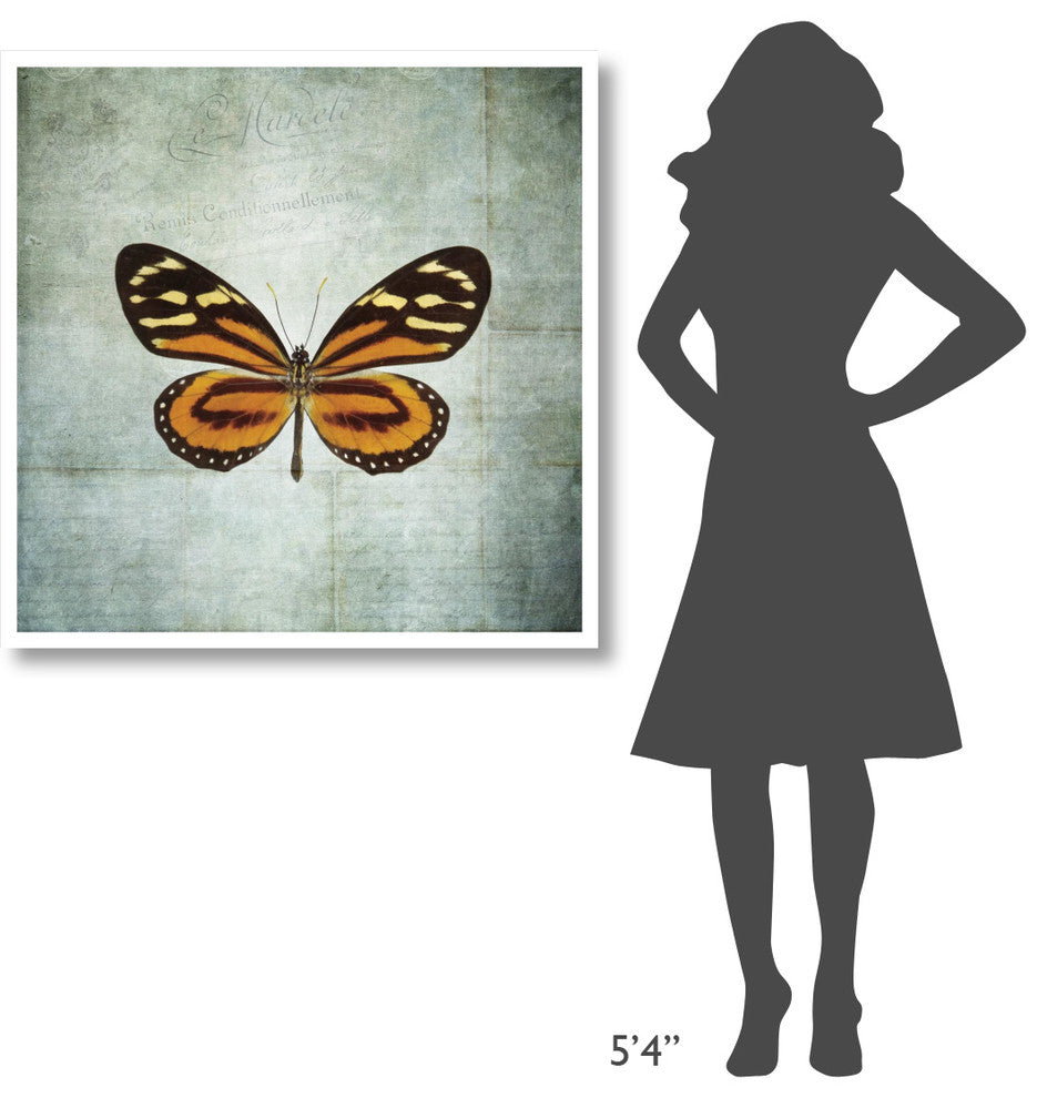 "French Butterfly VIII" Digital Paper Print by Debra Van Swearingen, 38"x38"