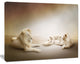 White Lion Family, Animal Canvas Wall Art, 20"x12"