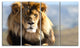 Fierce Face of King of the Wild, African Canvas Art Print, 48"x28", 4 Panels