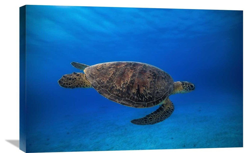 "Green Turtle In The Blue" Stretched Canvas Giclee by Barathieu Gabriel, 30"x20"