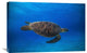 "Green Turtle In The Blue" Stretched Canvas Giclee by Barathieu Gabriel, 30"x20"