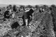 Carrot Pullers - Gallery Wrapped Canvas Art 28" x 42"