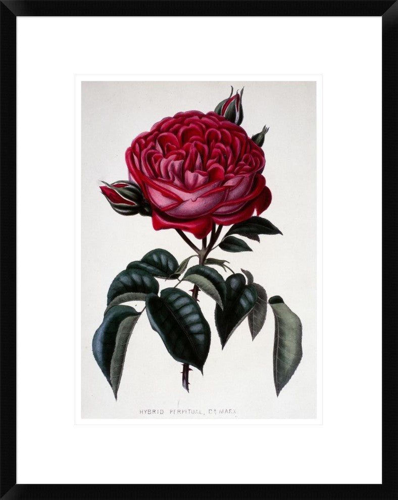 "Hybrid Perpetual, Dr. Marx" Framed Digital Print by Henry Curtis, 19x24"