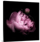 "Peony in the Dark" Wrapped Canvas Art Print, 24"x24"x1.5"