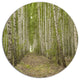 Dense Birch Grove In Summer Day, Forest Disc Metal Wall Art, 11"