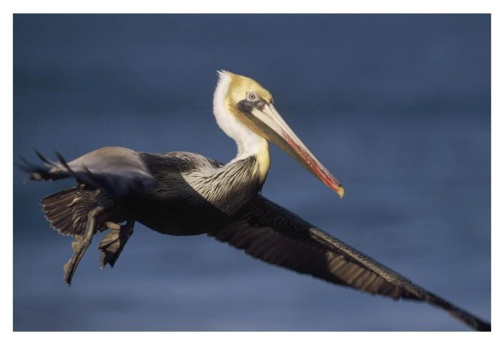 "Brown Pelican flying, California" Paper Print by Tim Fitzharris, 32"x22"