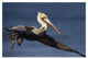 "Brown Pelican flying, California" Paper Print by Tim Fitzharris, 32"x22"
