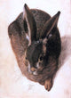 Hans Hoffmann Hare, 18"x27" Gallery Wrapped Canvas Print